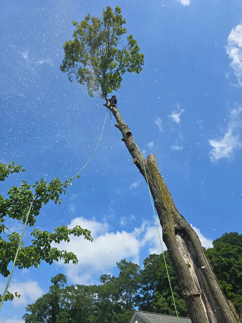 Concrete eddy b landscaping and tree services inc (15)