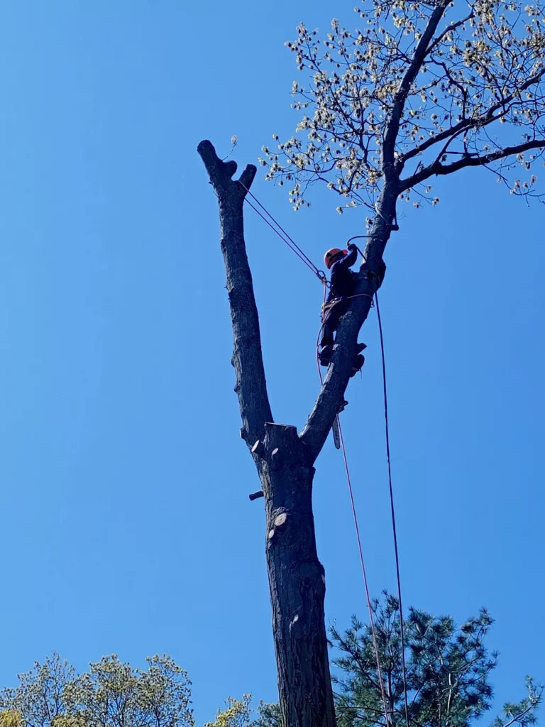 eddy b landscaping and tree services inc (28)