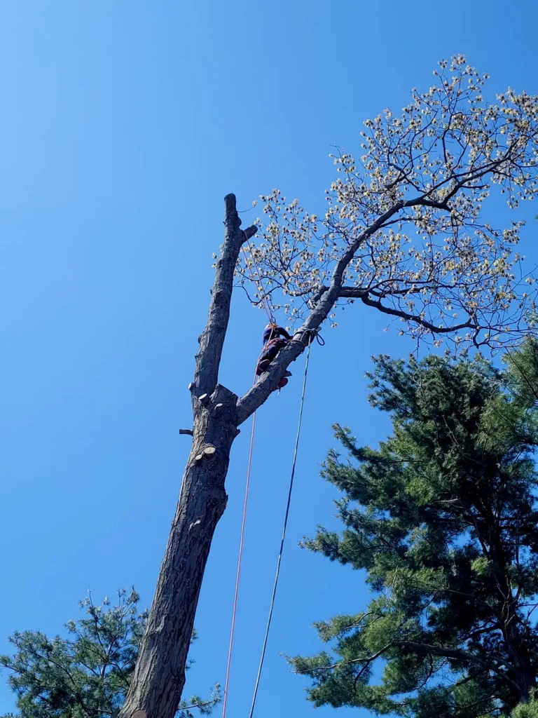 eddy b landscaping and tree services inc (29)