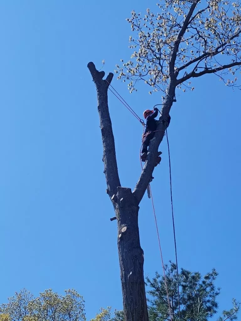 Concrete eddy b landscaping and tree services inc (9)